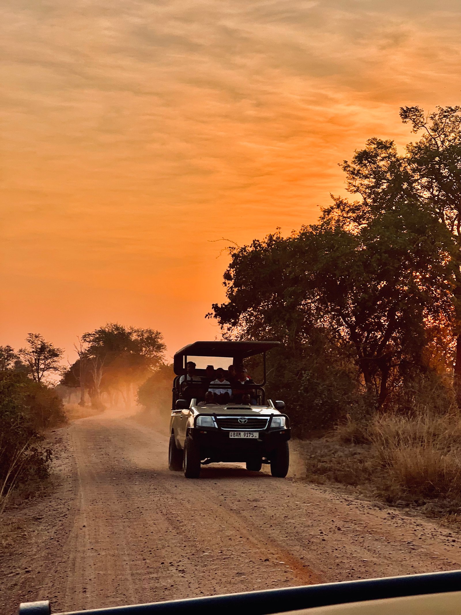 Safari Etiquette: Respecting Wildlife